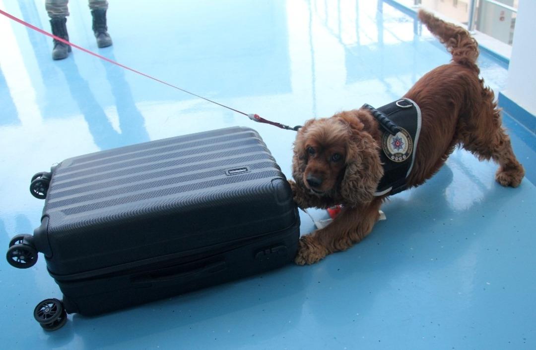 Business Class yolcularına "Coco" şoku