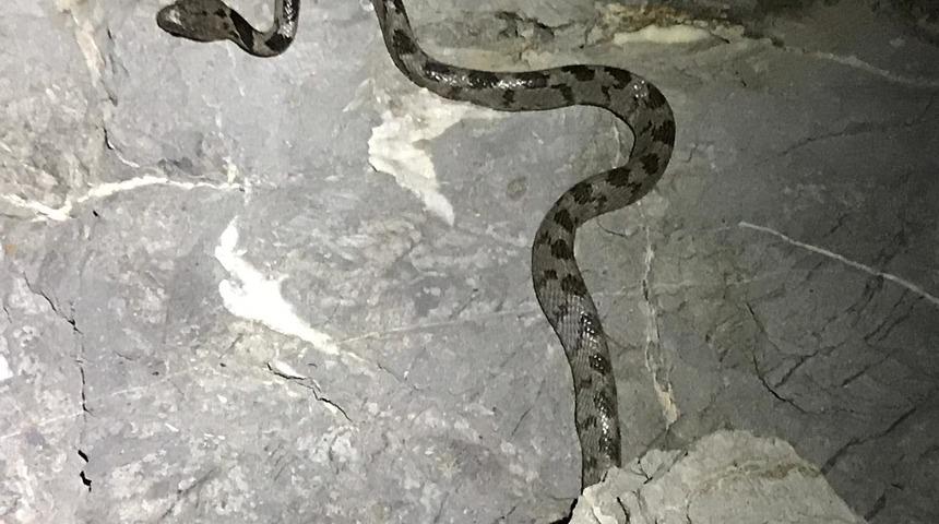 Yengeç ararken nadir görülen yılan türüyle karşılaştı