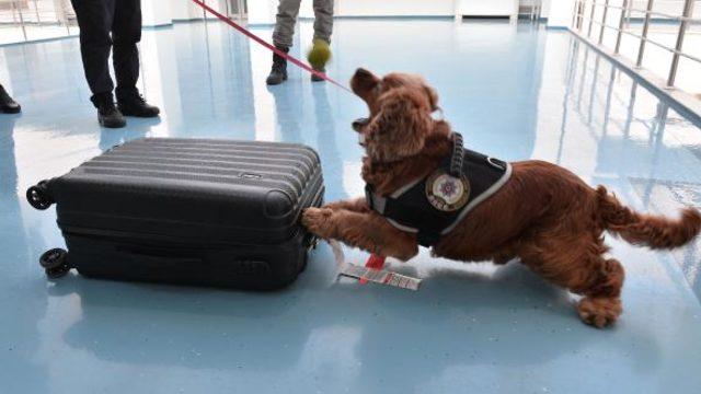 Business Class'da 'Coco' şoku: Kebap yemeye geldik