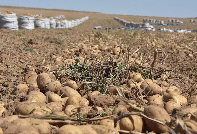 'Patates ithalatı nedeniyle çiftçiler endişeli'