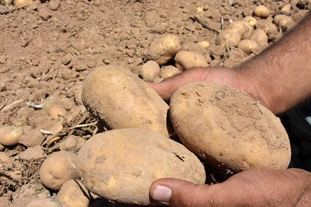 'Patates ithalatı nedeniyle çiftçiler endişeli'