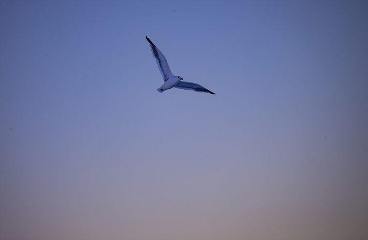 Beyaz kıtanın benzersiz dünyası G1