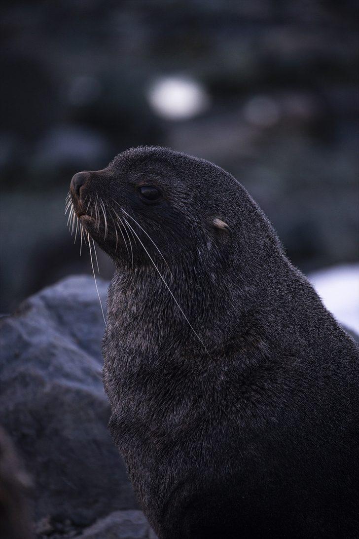 Beyaz kıtanın benzersiz dünyası G3