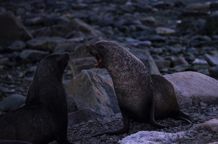 Beyaz kıtanın benzersiz dünyası G4
