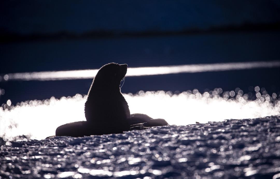 Beyaz kıtanın benzersiz d&uuml;nyası