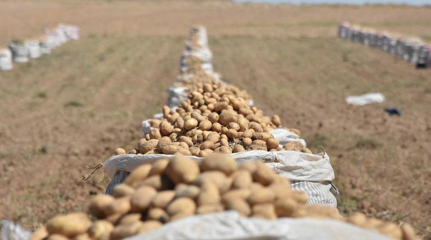 'Patates ithalatı nedeniyle çiftçiler endişeli'  