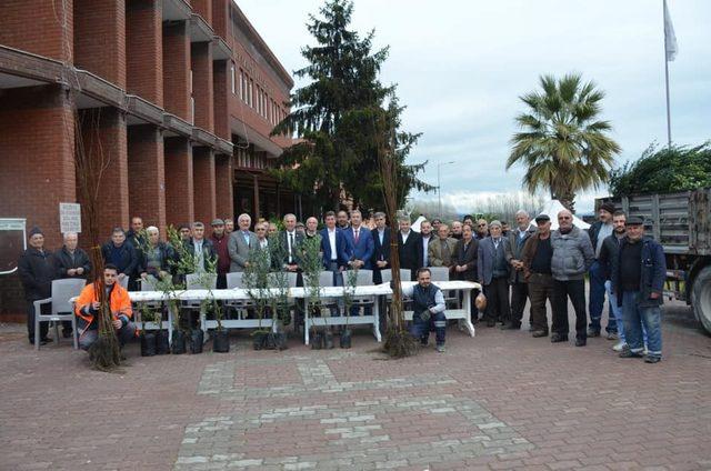 Bayırköy’de ücretsiz zeytin ve hurma fidanı dağıtıldı