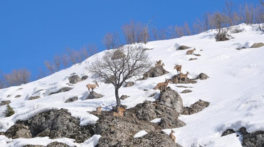 Bing&ouml;l&rsquo;de dağ ke&ccedil;ileri g&ouml;r&uuml;nt&uuml;lendi
