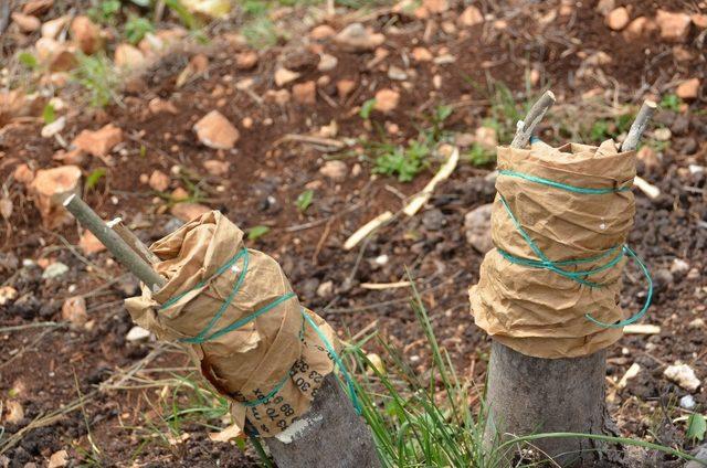 Mersin Orman Bölge Müdürlüğü’nün hedefi, 30 bin delice aşılamak