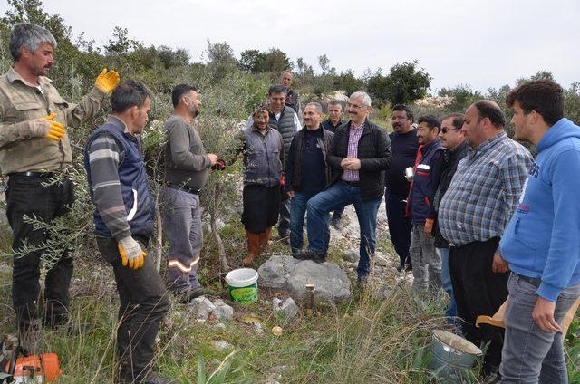 Mersin Orman Bölge Müdürlüğü’nün hedefi, 30 bin delice aşılamak