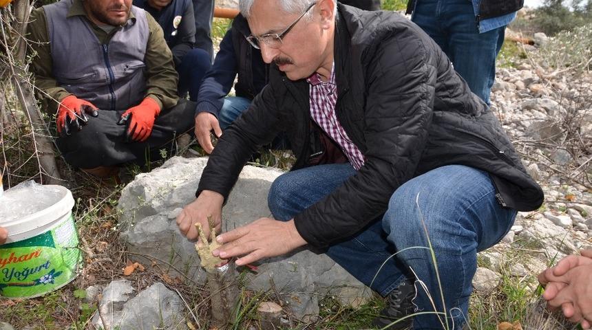 Mersin Orman B&ouml;lge M&uuml;d&uuml;rl&uuml;ğ&uuml;&rsquo;n&uuml;n hedefi, 30 bin delice aşılamak