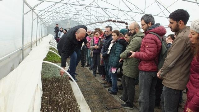 Tıbbi ve aromatik bitki yetiştiriciliği ilgi görüyor