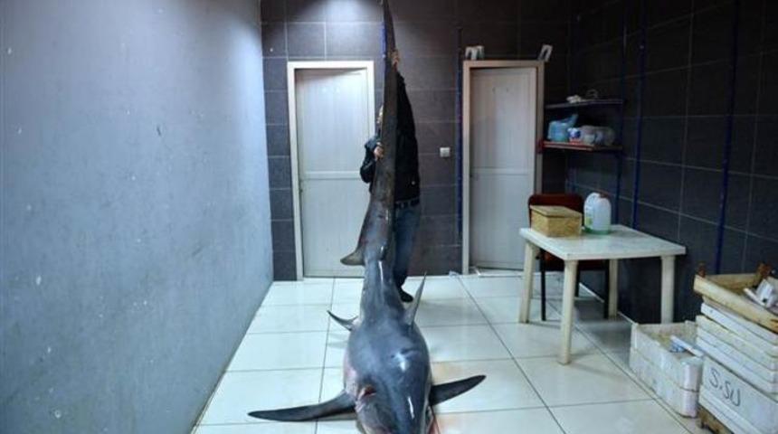 Mersin'de yakalandı! Boyunu gören inanamadı, tam 6 metre