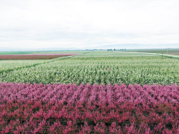 Amik Ovası'nda renk cümbüşü  G1