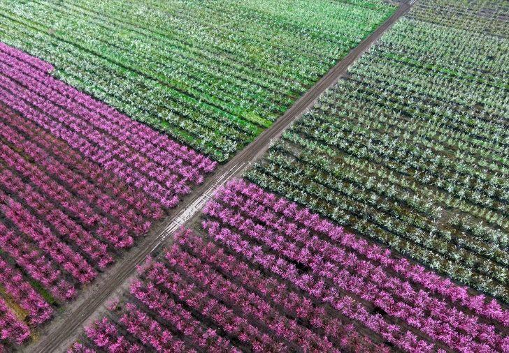 Amik Ovası'nda renk cümbüşü  G2
