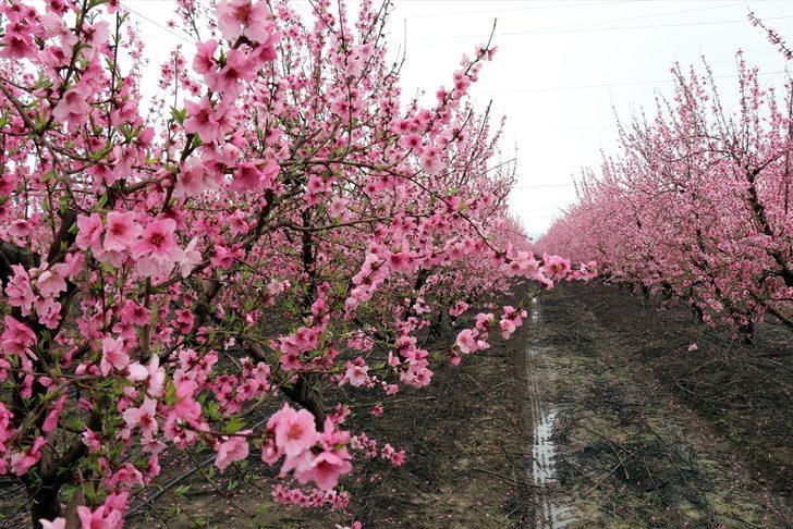 Amik Ovası'nda renk cümbüşü  G3
