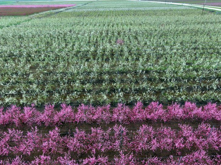 Amik Ovası'nda renk cümbüşü  G4