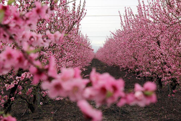 Amik Ovası'nda renk cümbüşü  G5