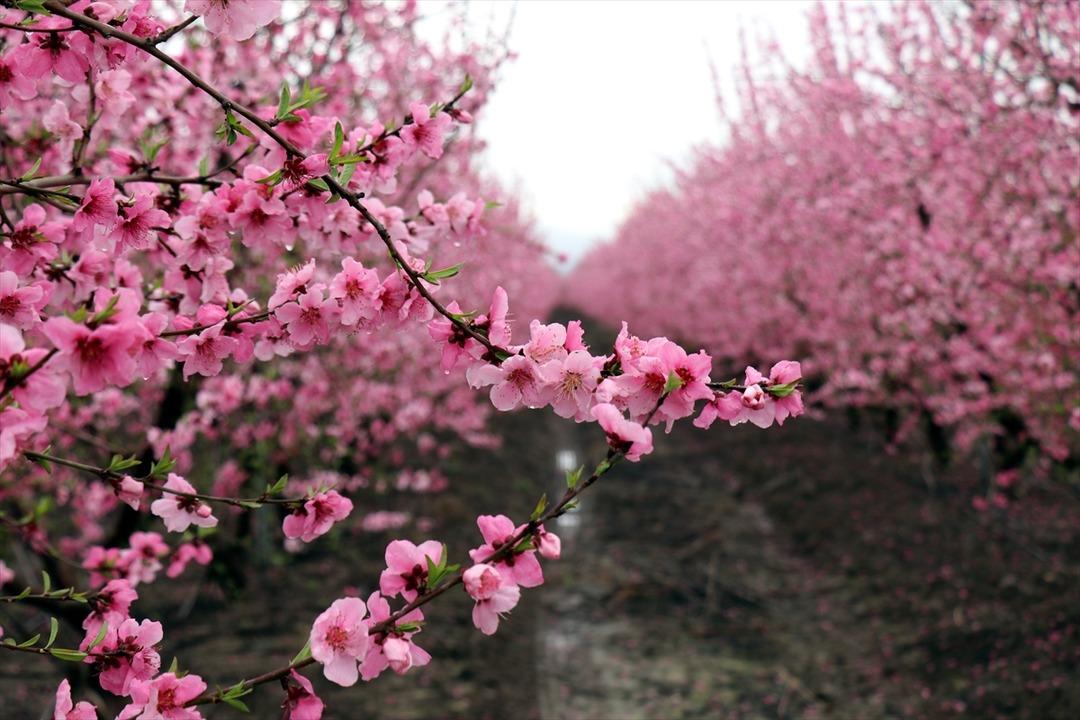 Amik Ovası'nda renk c&uuml;mb&uuml;ş&uuml; 