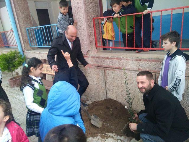 Öğrencilere zeytin ağacının değeri anlatıldı