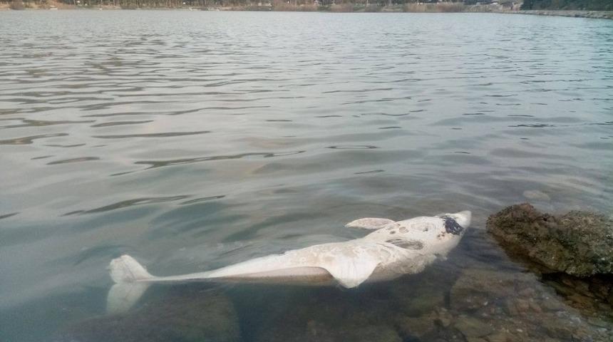 Kuşadası’nda yunus ve caretta caretta ölüleri bulundu