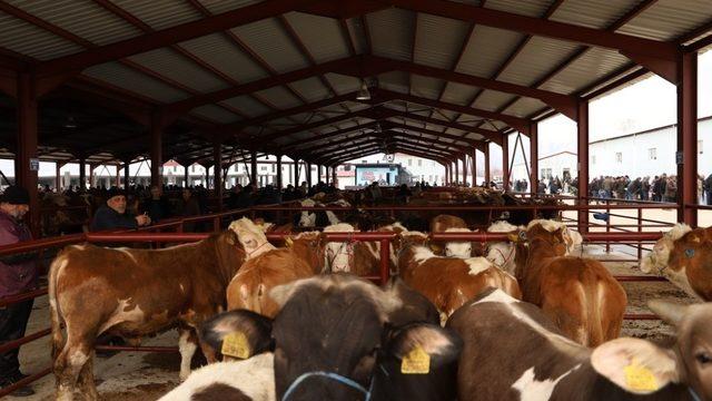 Canlı Hayvan Pazarının açılışı yapıldı