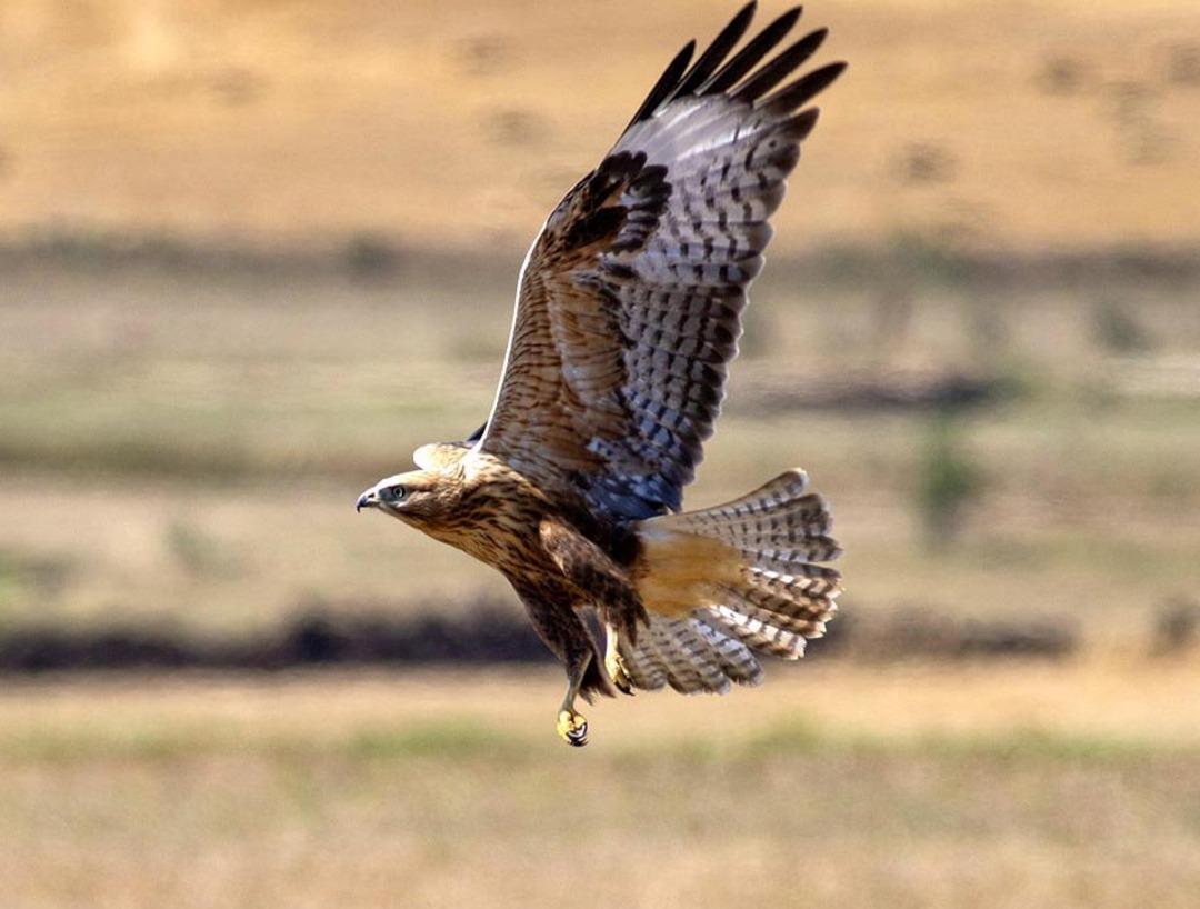 G&ouml;renler hayrete d&uuml;ş&uuml;yor! İnternetten 85 bin liraya satılıyor