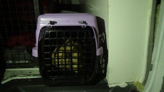 Kütahya’da trafik kazasında yaralanan 2 kedi ve 1 köpek için gece yarısı seferberlik