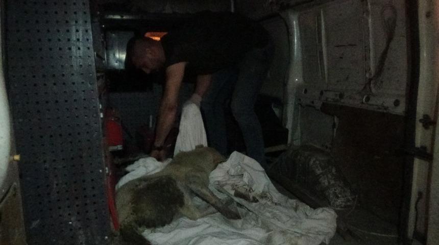 K&uuml;tahya&rsquo;da trafik kazasında yaralanan 2 kedi ve 1 k&ouml;pek i&ccedil;in gece yarısı seferberlik