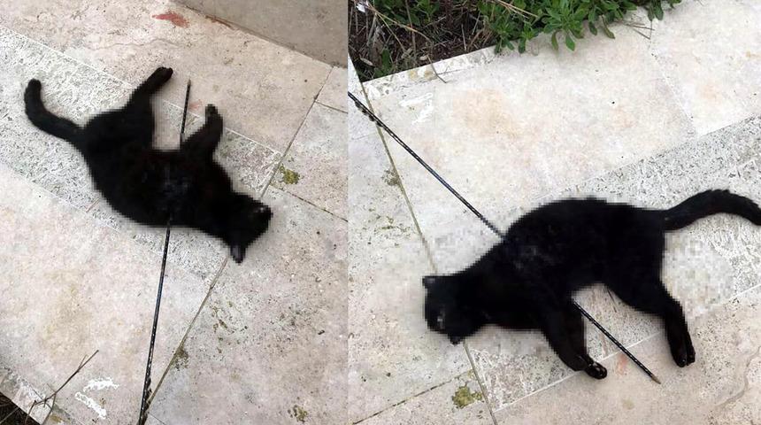 Urla'da vahşet! Kediyi okla vurdular
