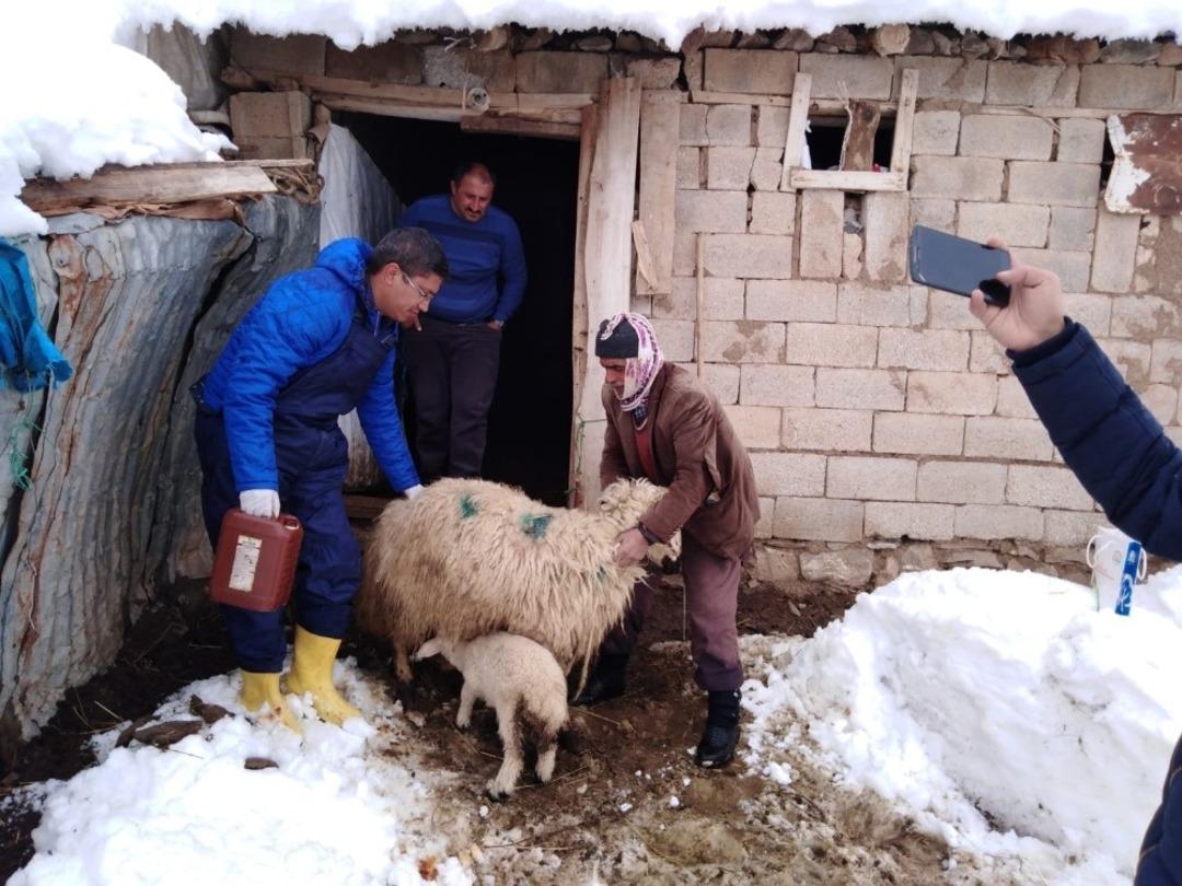 Başıboş k&ouml;pekler hayvan s&uuml;r&uuml;s&uuml;ne saldırdı