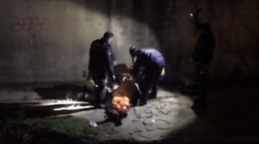 Parkta d&ouml;v&uuml;p dereye attılar