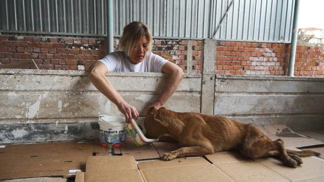 Bacakları tutmayan köpek yeni yürüteciyle koşuyor