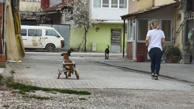 Bacakları tutmayan köpek yeni yürüteciyle koşuyor