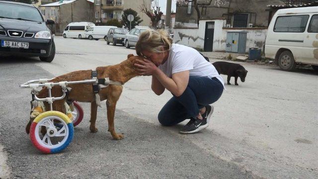 Bacakları tutmayan köpek yeni yürüteciyle koşuyor