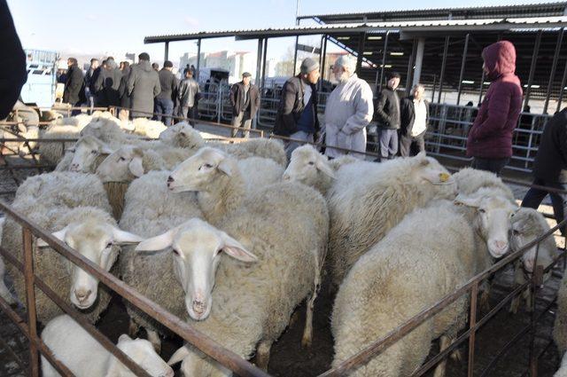 Başkan Bozkurt Büyükbaş ve Küçükbaş Hayvan Pazarını ziyaret etti