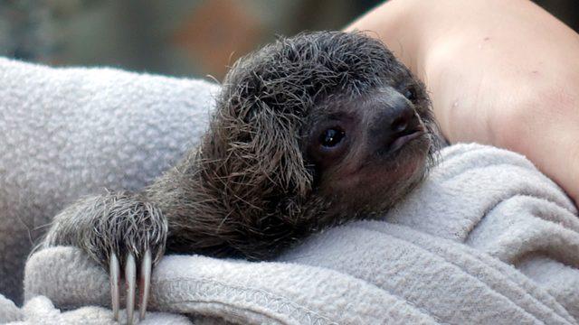 Ağaçtan düşen yavru tembel hayvanın annesine kavuşması için saatlerce uğraştılar