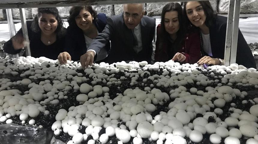 Mantar &Uuml;retim Tesisleri&rsquo;nde ilk hasat yapıldı