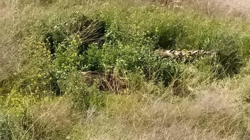 &Ccedil;alıların arasından &ccedil;ıktı! Tam 6 tane