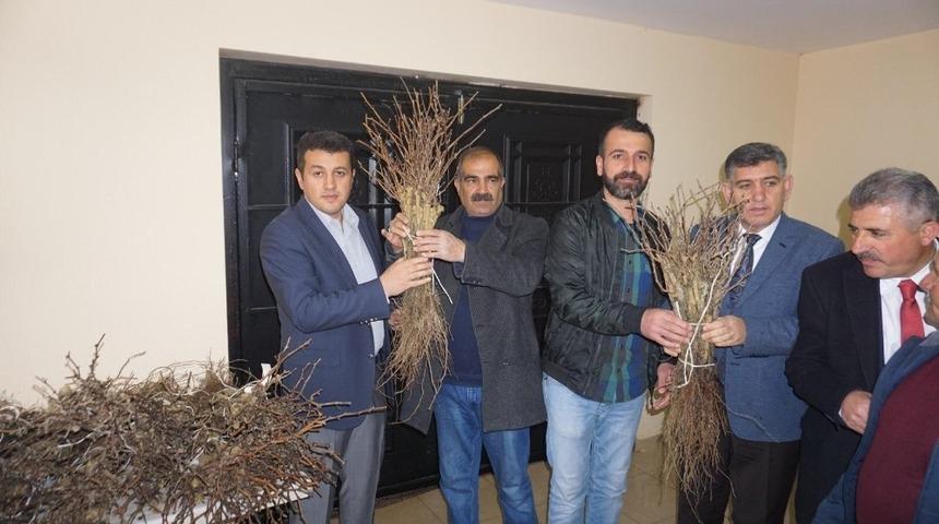 Çiftçilere mazrone fidanı dağıtıldı