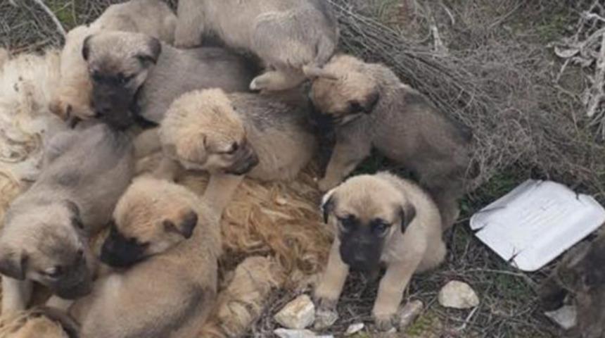 9 yavru köpeği çuvala koyup ölüme terk ettiler