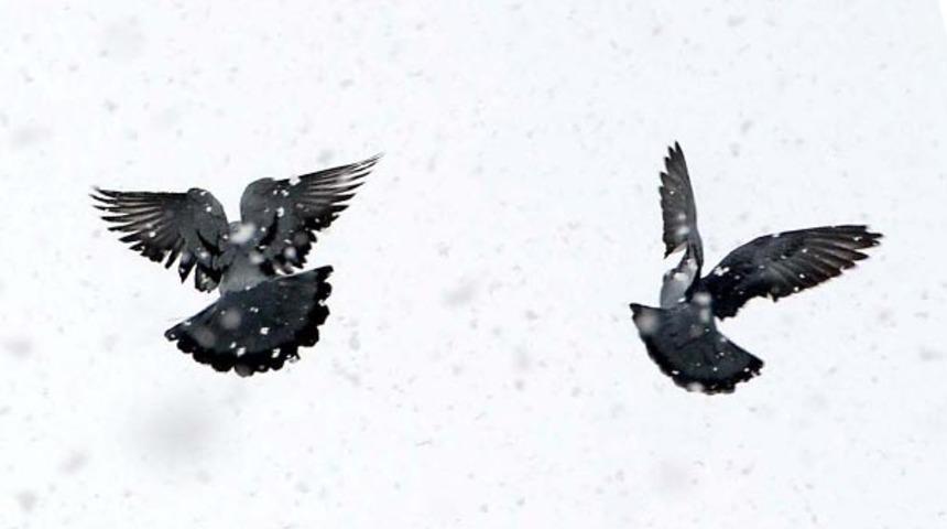 Dünya rekoru! 1 milyon 252 bin euroya satıldı