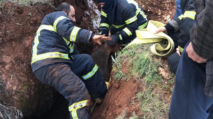 İnek definecilerin a&ccedil;tığı &ccedil;ukura d&uuml;şt&uuml;