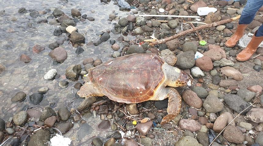 Bodrum'da ölü caretta caretta sahile vurdu