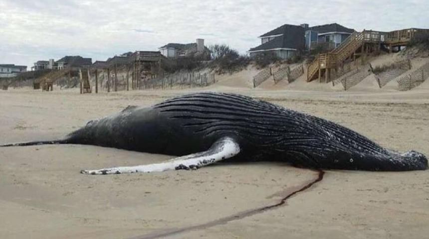 Karnından 20 &ccedil;uval, 40 kilo plastik poşet &ccedil;ıktı!