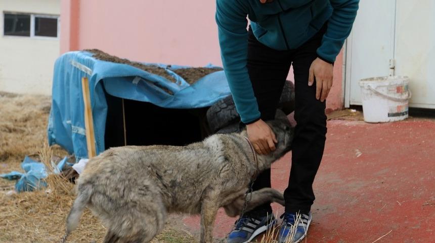 Van&rsquo;da sahiplendirilen hayvanlar kontrol altında