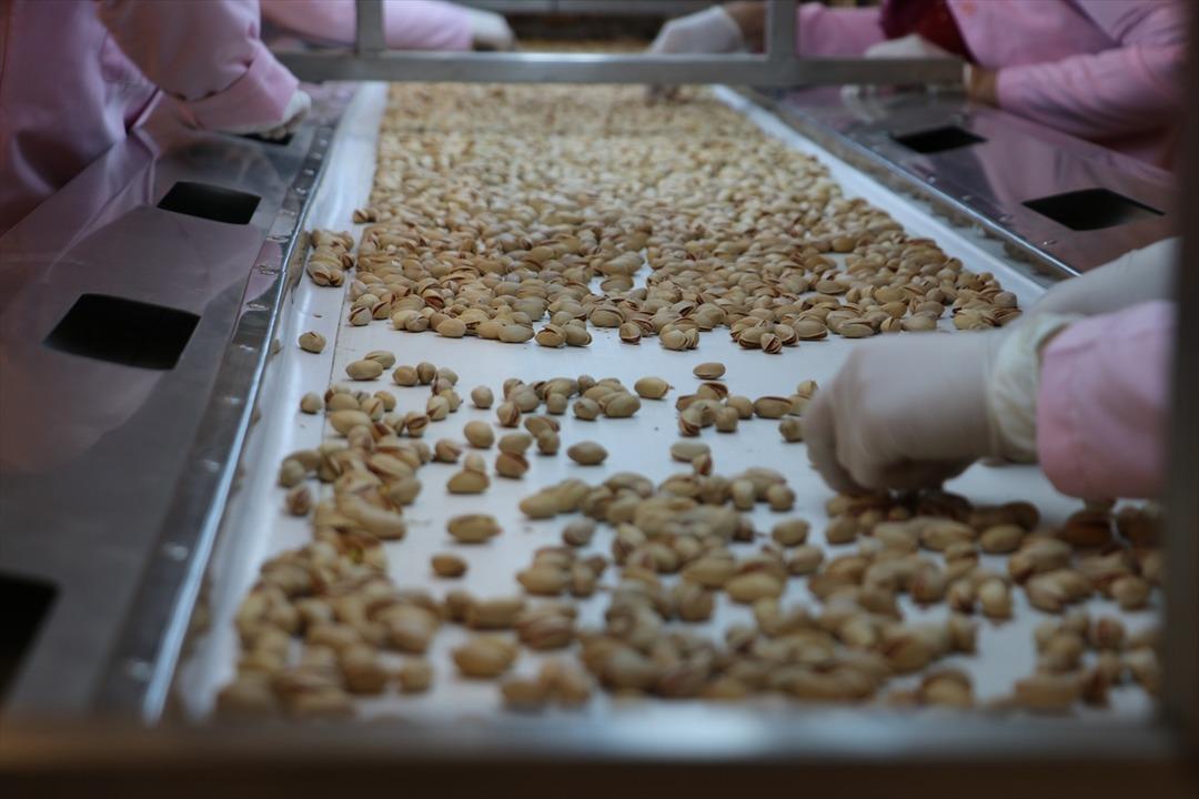 Siirt fıstığı d&uuml;nyaya a&ccedil;ılıyor