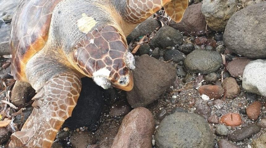 Bodrum&rsquo;da &ouml;l&uuml; caretta caretta karaya vurdu