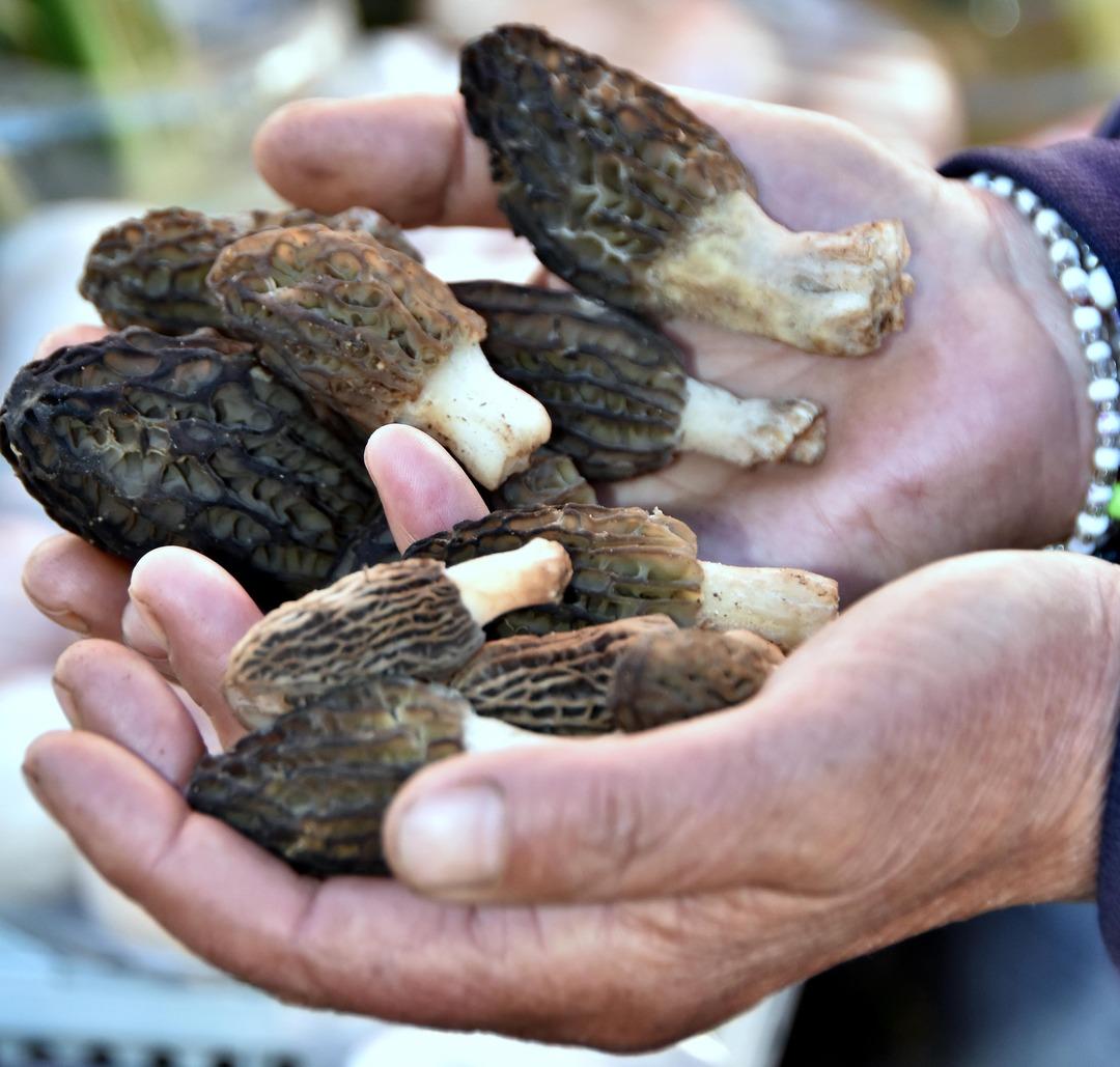 Fiyatı cep yakıyor! Kuzug&ouml;beğinin yaşı 140 TL'den , kurusu 800 TL'den satılıyor