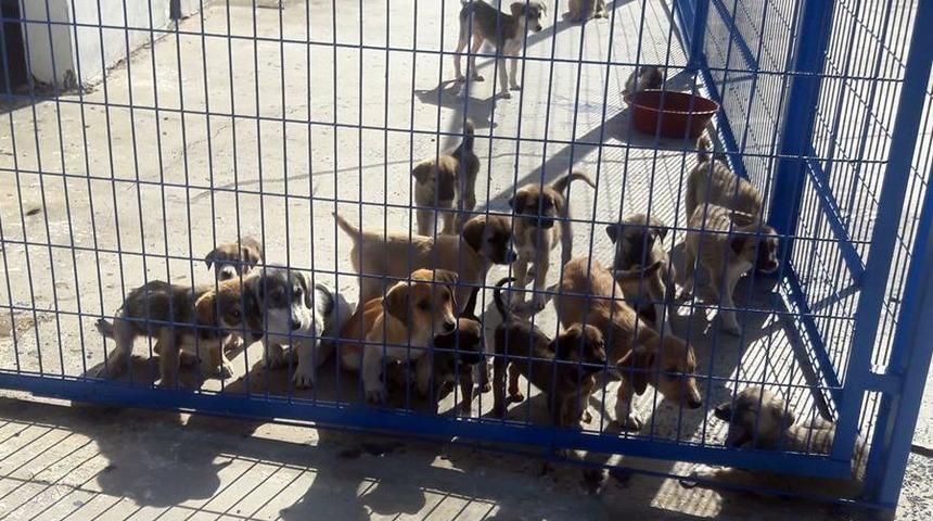 Ortaca&rsquo;da sokak hayvanlarını doyurmak i&ccedil;in ihale